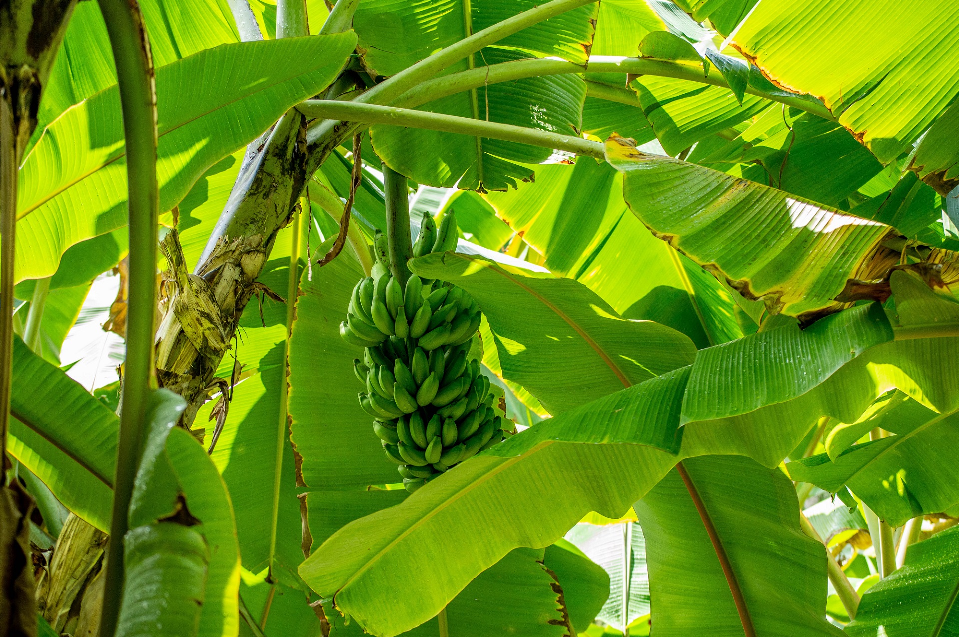 banana-header